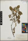Foto von Salix hookeriana Barratt ex Hook.
